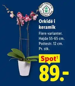 Lidl Orkidé i keramik tilbud