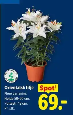 Lidl Orientalsk lilje tilbud