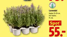 Lidl Lavendel tilbud