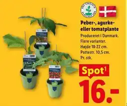 Lidl Peber-, agurke- eller tomatplante tilbud