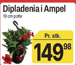 ABC Lavpris Dipladenia i Ampel tilbud