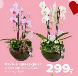 Kvickly Orkidé i glasskjuler tilbud