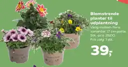 Kvickly Blomstrende planter til udplantning tilbud