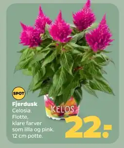 Netto Fjerdusk tilbud