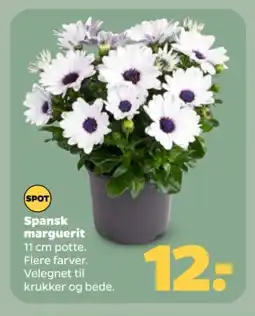 Netto Spansk marguerit tilbud