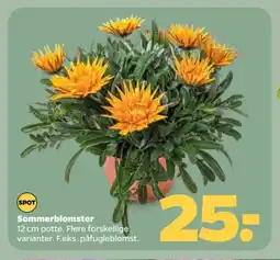 Netto Sommerblomster tilbud