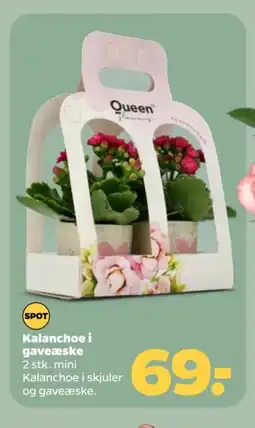 Netto Kalanchoe i gaveæske tilbud