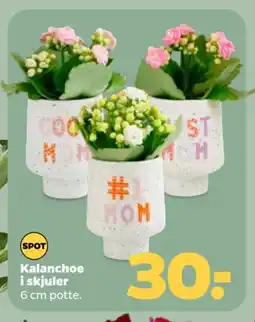 Netto Kalanchoe i skjuler tilbud