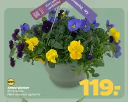 Netto Ampel planter tilbud