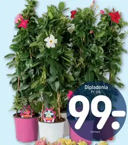 REMA 1000 Dipladenia tilbud