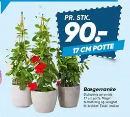 Bilka Bægerranke tilbud