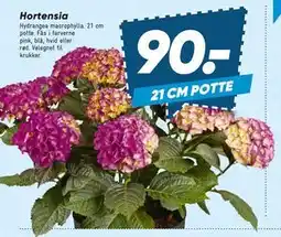 Bilka Hortensia tilbud