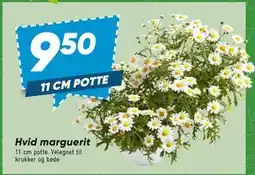 Bilka Hvid marguerit tilbud
