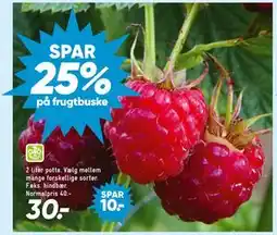 Bilka hindbær tilbud