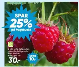 Bilka SPAR 25% på frugtbuske tilbud