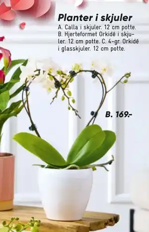 Hjerteformet Orkidé i skjuler