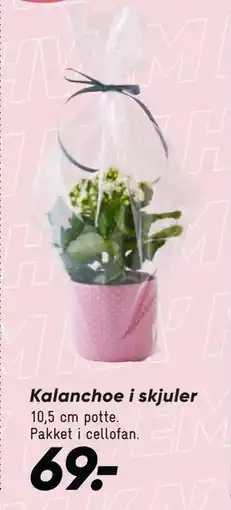 Bilka Kalanchoe i skjuler tilbud