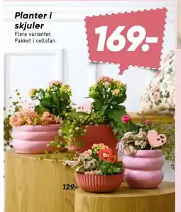 Bilka Planter i skjuler tilbud