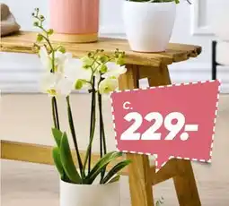Bilka 4-gr. Orkidé i glasskjuler tilbud