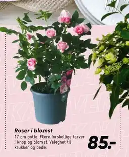 Bilka Roser i blomst tilbud