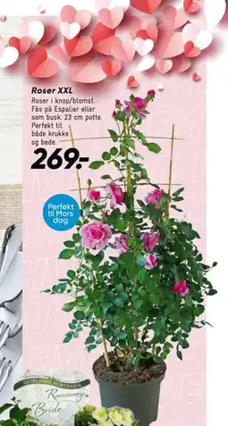 Bilka Roser XXL tilbud