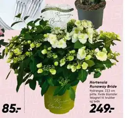 Bilka Hortensia Runaway Bride tilbud