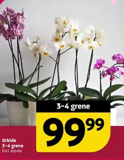 Løvbjerg Orkide 3-4 grene Excl skjuler tilbud