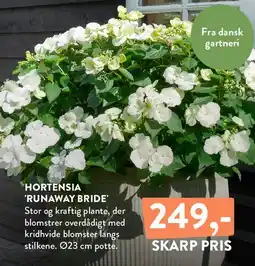 Plantorama HORTENSIA 'RUNAWAY BRIDE' tilbud