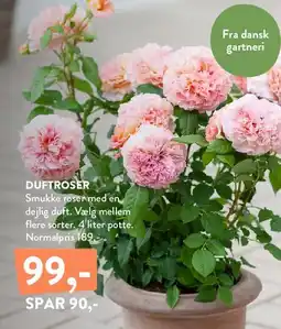 Plantorama DUFTROSER tilbud