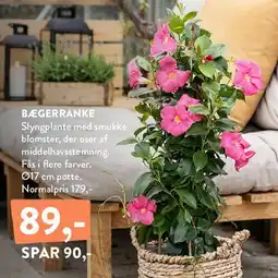 Plantorama BÆGERRANKE tilbud