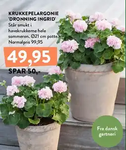 Plantorama KRUKKEPELARGONIE 'DRONNING INGRID' tilbud