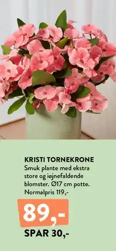 Plantorama KRISTI TORNEKRONE tilbud