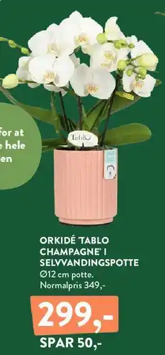 Plantorama Orkidé Tablo Champagne i selvvandingspotte tilbud