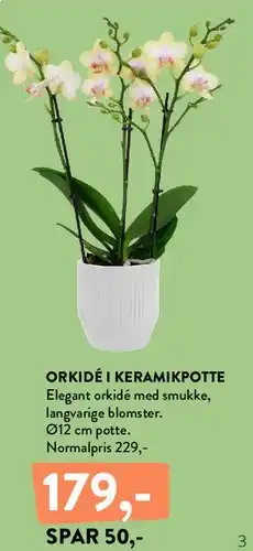 Plantorama Orkidé i keramikpotte tilbud