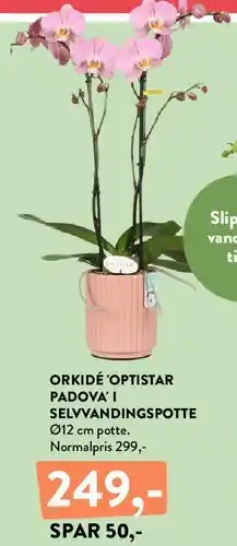 Plantorama Orkidé Optistar Padova i selvvandingspotte tilbud