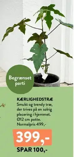 Plantorama KÆRLIGHEDSTRÆ tilbud