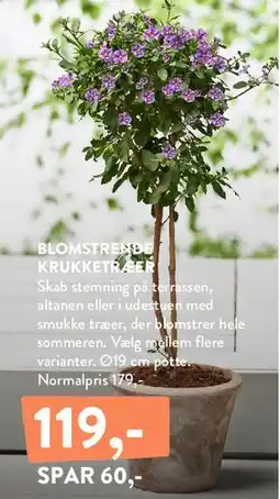 Plantorama Blomstrende krukketræ tilbud