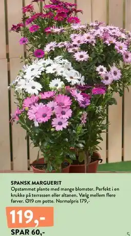 Plantorama Spansk marguerit tilbud