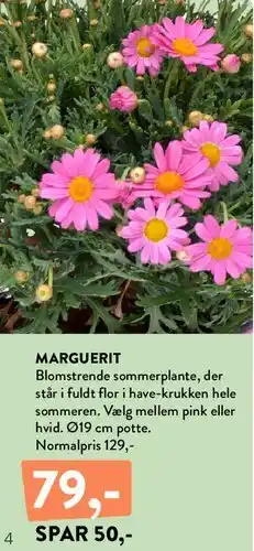 Plantorama MARGUERIT tilbud