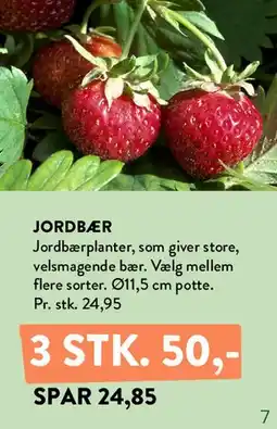 Plantorama Jordbær tilbud