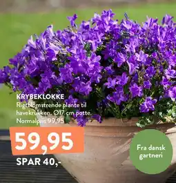 Plantorama Krybeklokke tilbud