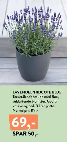 Plantorama LAVENDEL 'HIDCOTE BLUE' tilbud