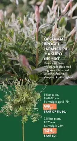 Plantorama Opstammet broget japansk pil 'Hakuro Nishiki' tilbud