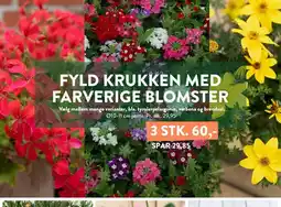 Plantorama Fyld krukken med farverige blomster tilbud