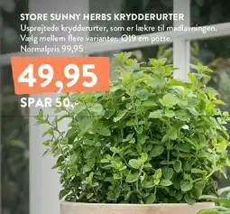 Plantorama Store Sunny Herbs krydderurter tilbud