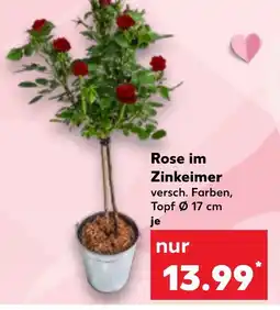Kaufland DE Rose im Zinkeimer tilbud