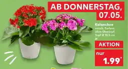 Kaufland DE Kalanchoe tilbud