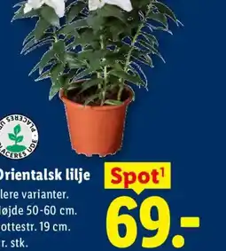 Lidl Orientalsk lilje Spot¹ tilbud