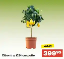 Bauhaus Citrontræ Ø24 cm potte tilbud