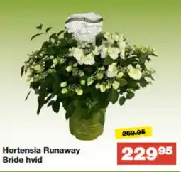 Bauhaus Hortensia Runaway Bride hvid tilbud